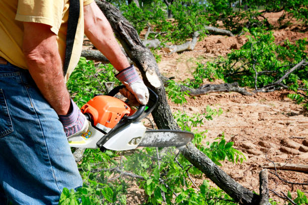 Emergency Storm Tree Removal in Moscow, PA